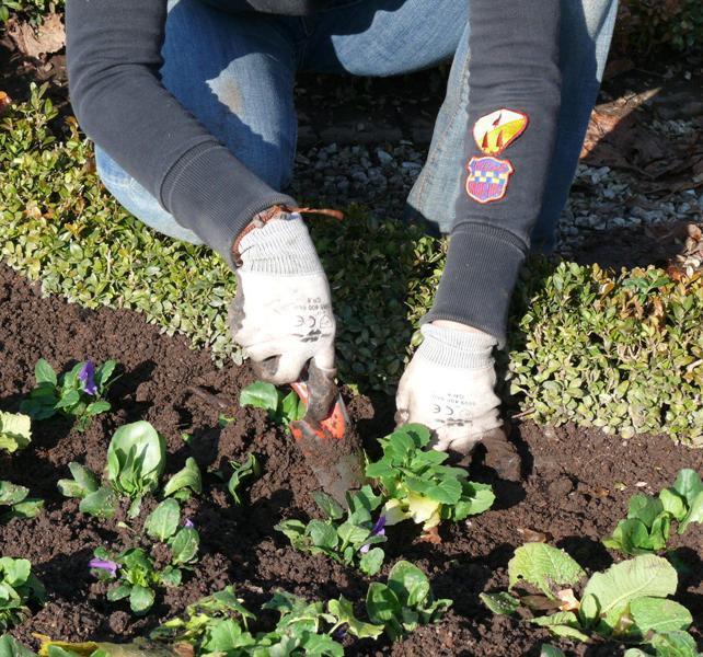 Foto: Staatliche Schlösser und Gärten Baden-Württemberg, Petra Pechacek Gärtnerin in Schwetzingen