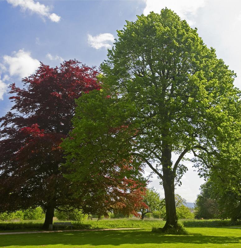 Schlossgarten Favorite Rastatt