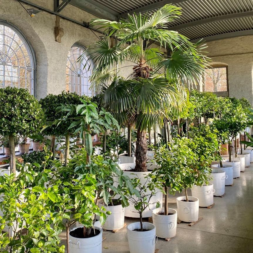 Schloss und Schlossgarten Weikersheim, Ausstellung, Pomeranzenschau